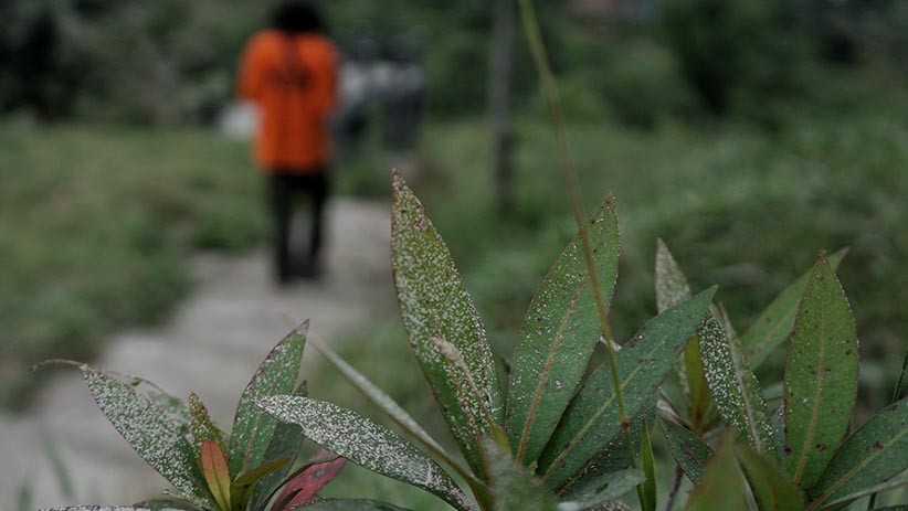 Hujan Abu Vulkanik Selimuti Wilayah Cangkringan Pascaerupsi Gunung Merapi - Bagian 1