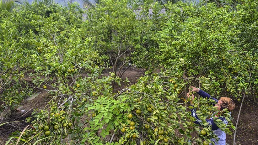 Serunya Wisata Memetik Jeruk di Perkebunan Desa Janggala - Bagian 2