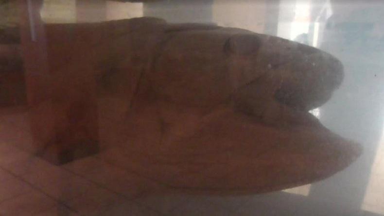 Berkunjung ke Museum Negeri Sulut, Ada Ikan Raja Laut Coelacant yang Diawetkan