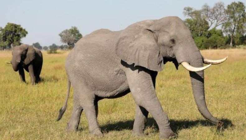 Gajah Nyamuk Banting Pasutri Lansia Pakai Belalai hingga Tewas