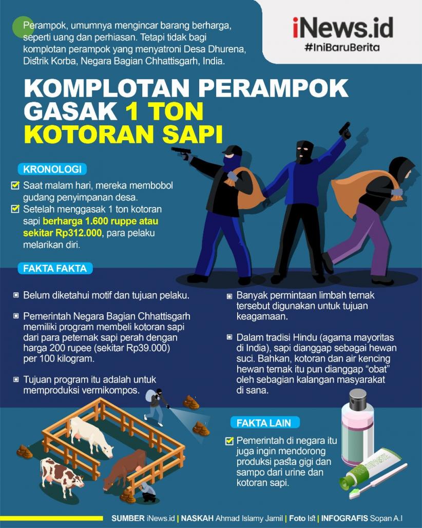 Infografis Komplotan Perampok Gasak 1 Ton Kotoran Sapi