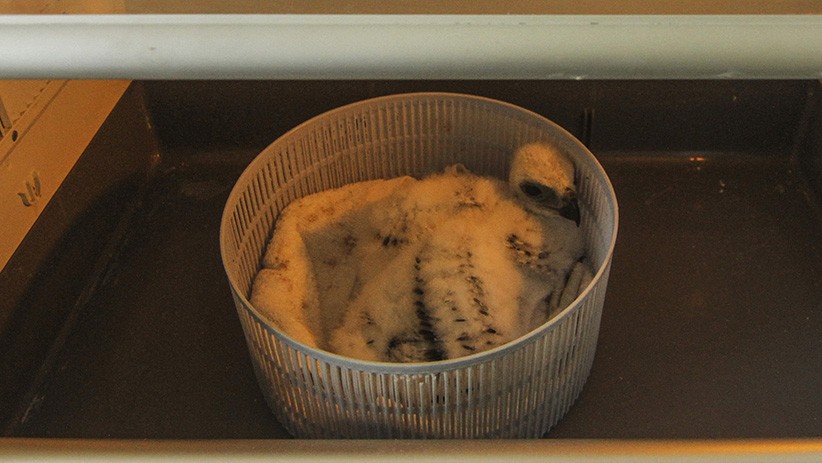 Taman Burung TMII Rawat Anak Elang Jawa - Bagian 3