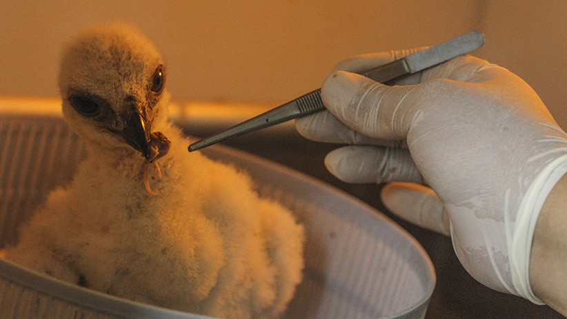 Taman Burung TMII Rawat Anak Elang Jawa - Bagian 1