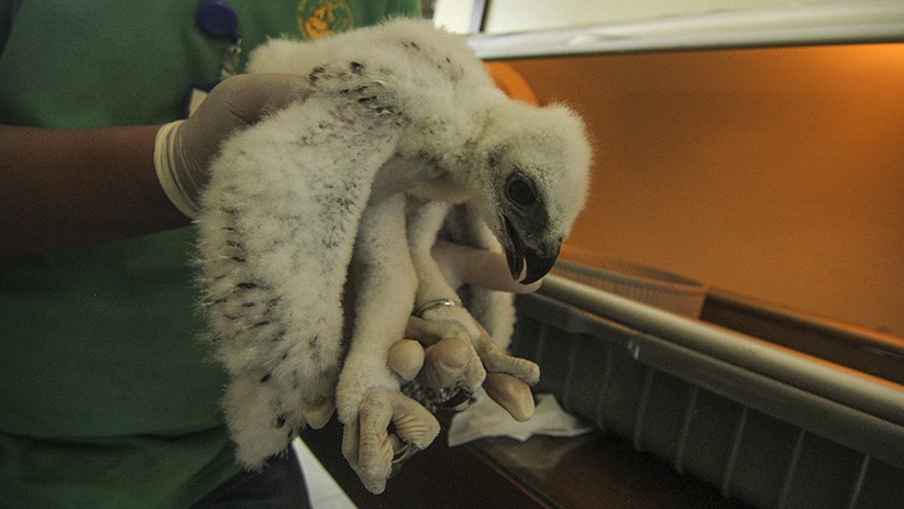 Taman Burung TMII Rawat Anak Elang Jawa - Bagian 2