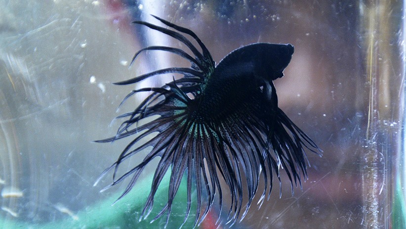 Ribuan Ikan Cupang Adu Keindahan di Gowa - Bagian 1