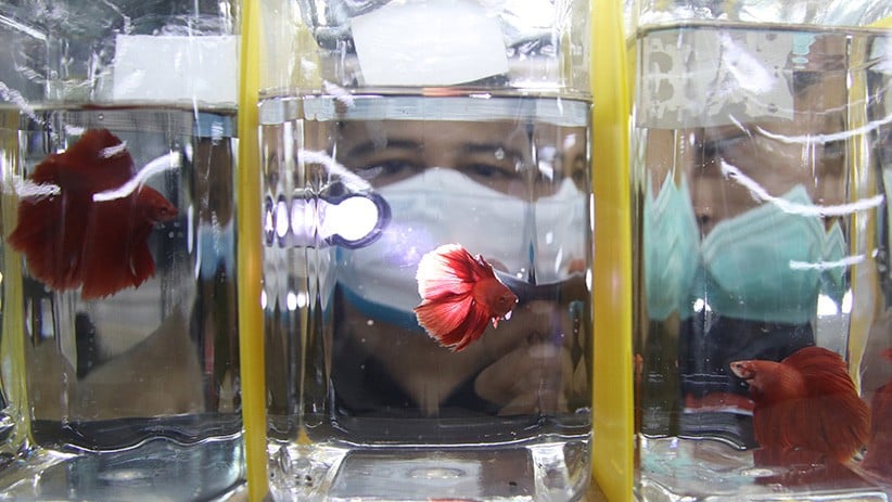 Kontes Ikan Cupang Berhadiah Mobil di Kediri - Bagian 2