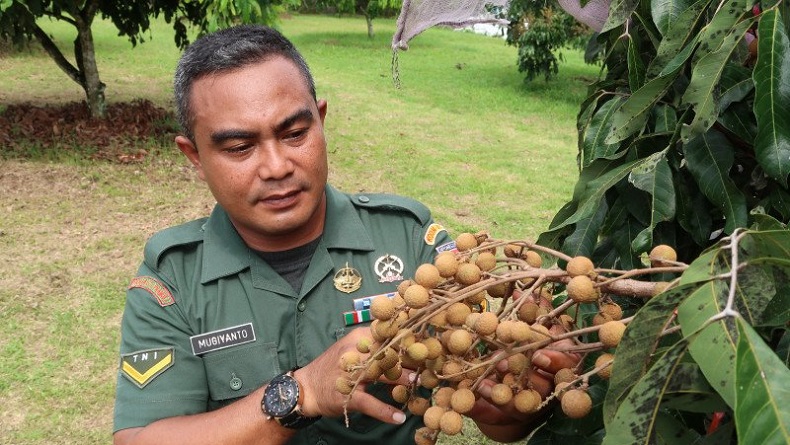 Kisah Inspiratif Serda Mugiyanto, Berhasil Bina 10.000 Petani hingga Dijuluki Jenderal Buah Lengkeng