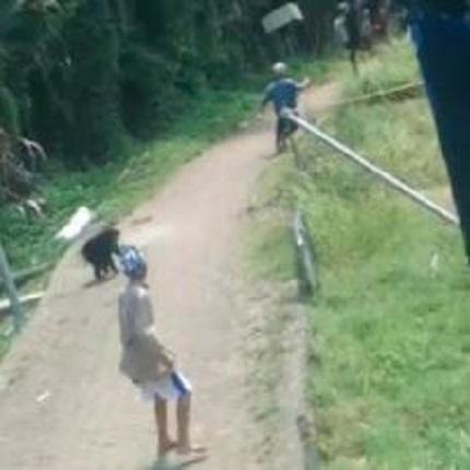 Viral Monyet Masuk Rumah hingga Lukai Warga di Maros, BKSDA Turun Tangan