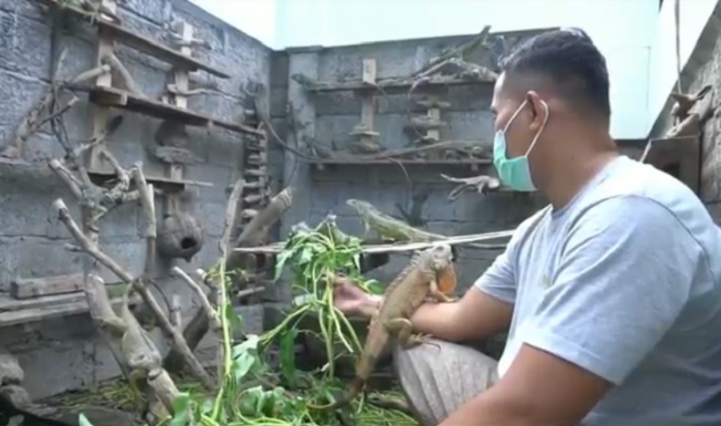 Hobi Pelihara Iguana, Warga Denpasar Ini Raup Puluhan Juta Rupiah