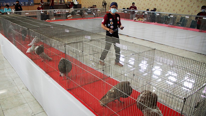 Ratusan Merpati Hias Ikuti Kontes di Makassar - Bagian 3