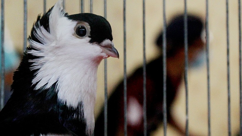 Ratusan Merpati Hias Ikuti Kontes di Makassar - Bagian 1