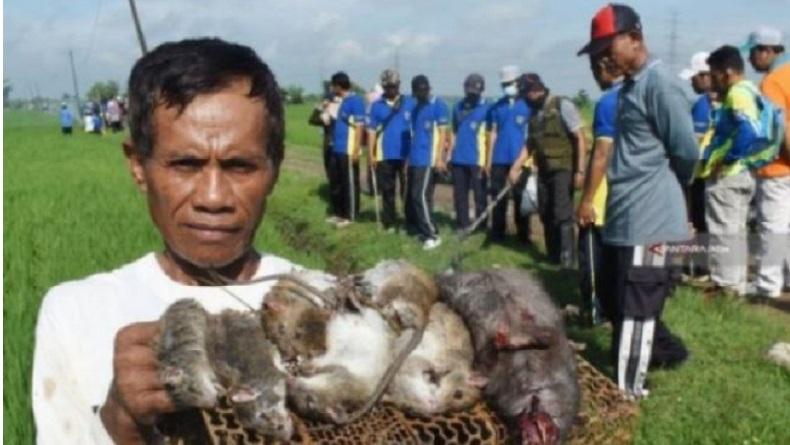 Petani di Madiun Dilarang Pakai Jebakan Tikus Listrik, Ini Alasannya