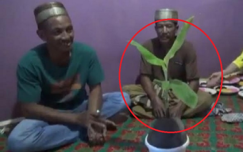 Fenomena Aneh di Jambi, Buah Kelapa Bertunas Daun Pisang