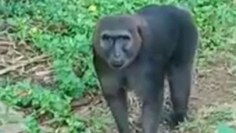 Curi Telur di Rumah Warga, Kera Hitam di Borimasunggu Maros Serang Anak-Anak