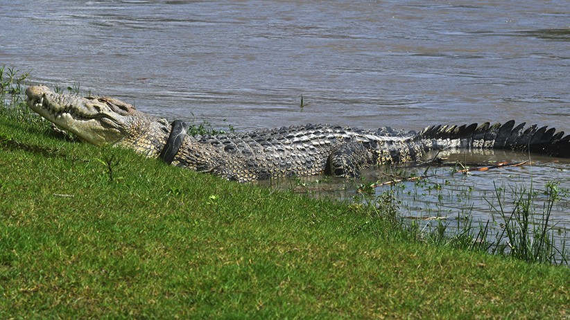 Buaya Berkalung Ban Kembali Muncul, Tubuhnya Semakin Besar - Bagian 1