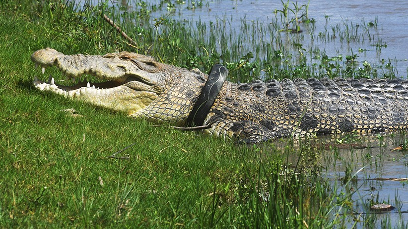 Buaya Berkalung Ban Kembali Muncul, Tubuhnya Semakin Besar - Bagian 2