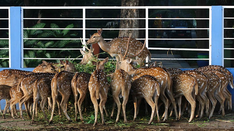 Taman Hutan Raya Surabaya Kembali Ditutup - Bagian 3