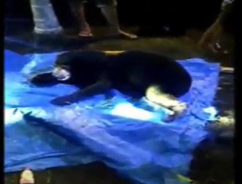 Penampakan Beruang Madu di Tanjung Jabung Timur yang Resahkan Warga