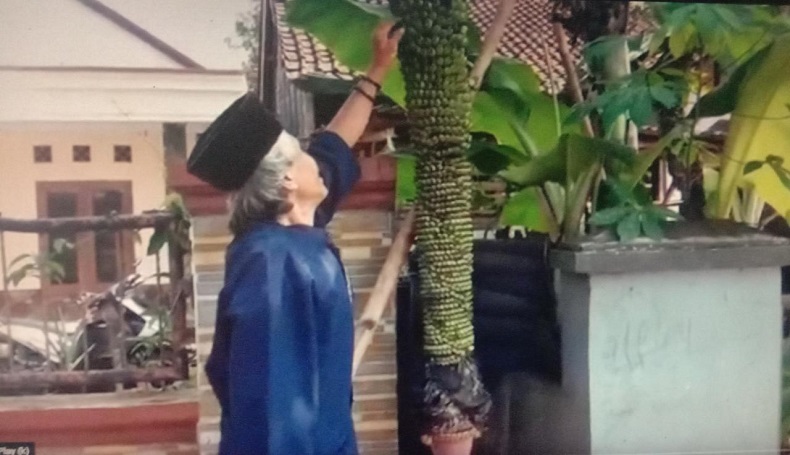  Warga Cianjur Heboh, Pisang Berbuah Seribu Tumbuh di Pekarangan