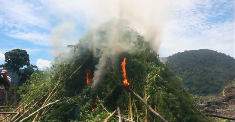 Temuan 7 Hektare Ladang Ganja di Aceh Hasil Pengungkapan Kasus di Bogor dan Jakarta