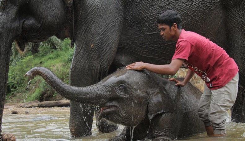Gajah yang Diberi Nama Intan oleh Eks Gubernur Aceh Mati akibat Sakit