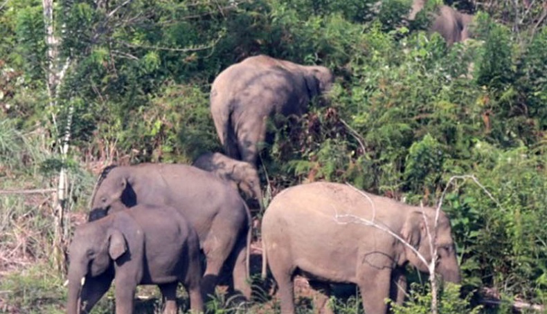 Gajah Liar Hancurkan 3 Pondok Warga di Kampar Riau, Tak Ada Korban Jiwa