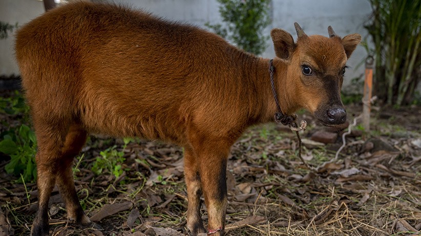 BKSDA Sulteng Selamatkan Anoa yang Dijual Warga - Bagian 1