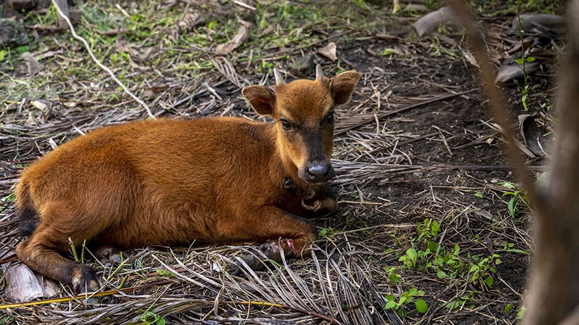 BKSDA Sulteng Selamatkan Anoa yang Dijual Warga - Bagian 2