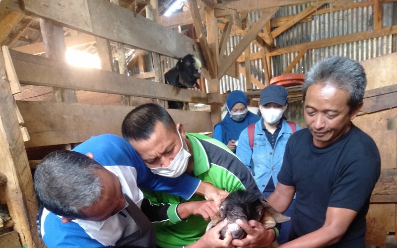title Jelang Idul Adha, Pemkab OKU Periksa Kesehatan Hewan Kurban  Jelang Idul Adha, Pemkab OKU Periksa Kesehatan Hewan Kurban