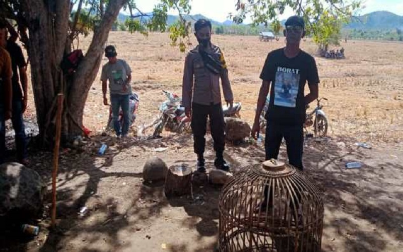 Judi Sabung Ayam di Sumbawa Dibubarkan, Pelaku Lari Kocar-kacir ke Sawah