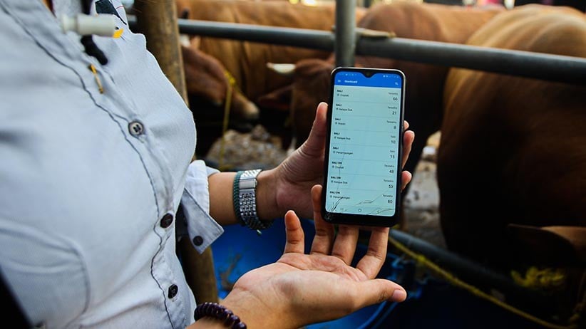 Awas Gagal Fokus, Beli Hewan Kurban di Tempat Ini Dilayani Perempuan Cantik - Bagian 4