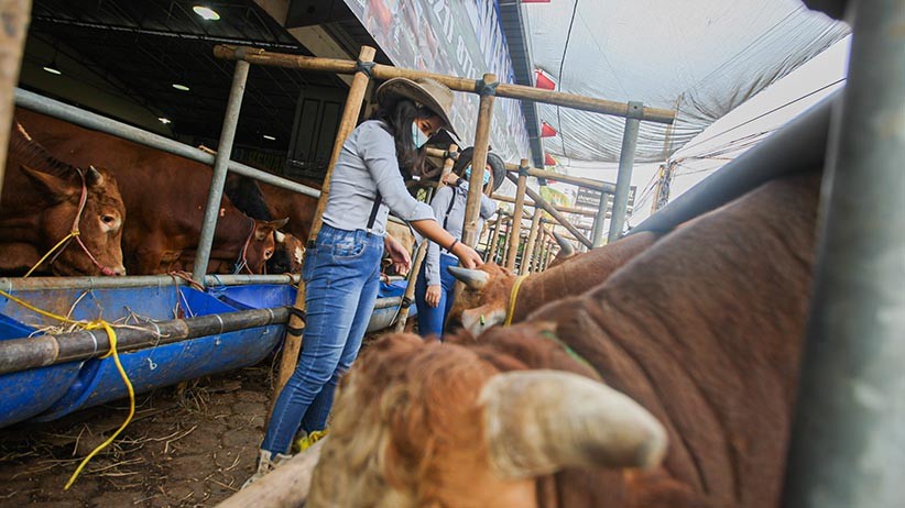 Awas Gagal Fokus, Beli Hewan Kurban di Tempat Ini Dilayani Perempuan Cantik - Bagian 2
