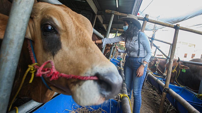Awas Gagal Fokus, Beli Hewan Kurban di Tempat Ini Dilayani Perempuan Cantik - Bagian 3