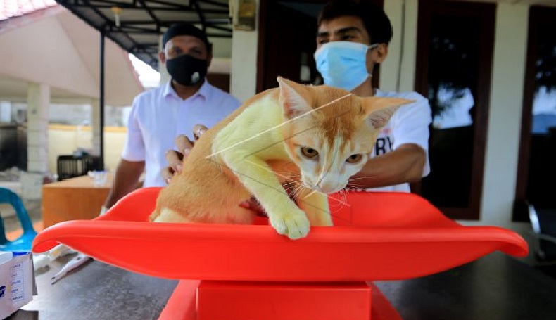 Aceh Gelar Vaksinasi Rabies Gratis Hewan Peliharaan 