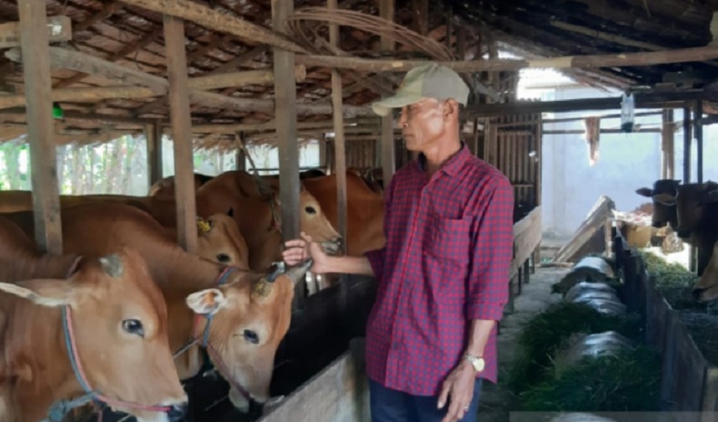 Jelang Idul Adha, Pesanan Hewan Kurban di Pontianak Merosot