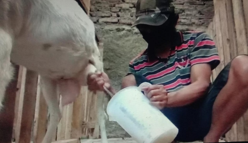 Diyakini Bisa Tangkal Covid, Susu Kambing Saanen Mulai Diburu Warga Purwakarta