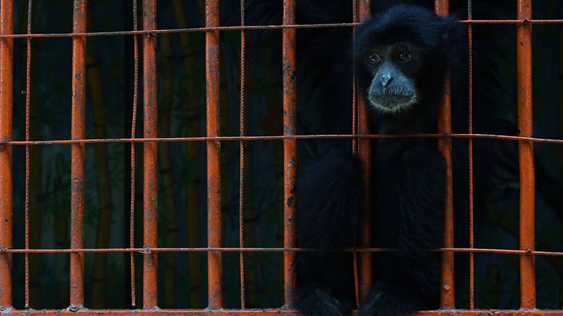 Kebun Binatang Madiun Terdampak PPKM Darurat - Bagian 1