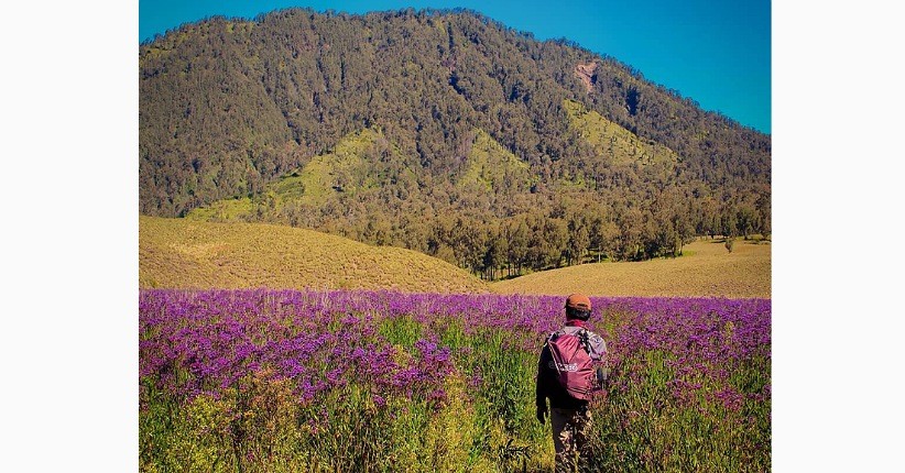 3 Pegunungan Yang Punya Sabana Paling Indah Salah Satunya Didominasi Bunga Lavender