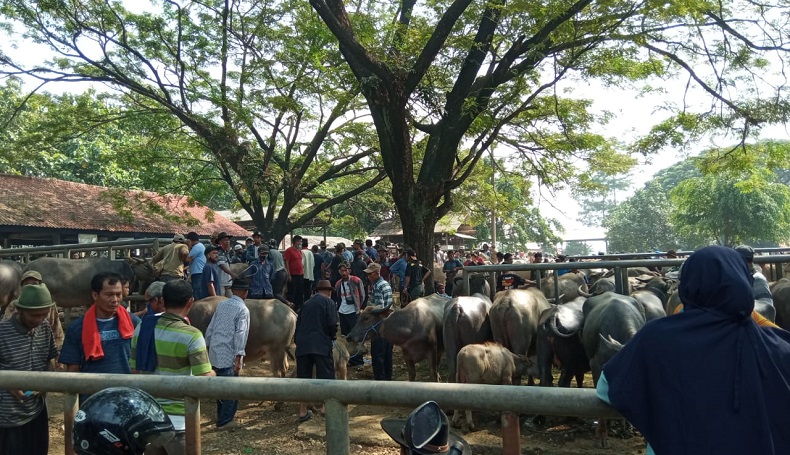 Transaksi di Pasar Hewan Ciwareng Purwakarta Ramai, Penjual dan Pembeli Abaikan Prokes
