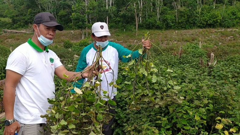 Petani di Bangka Selatan Ini Sukses Budidaya Nilam untuk Parfum
