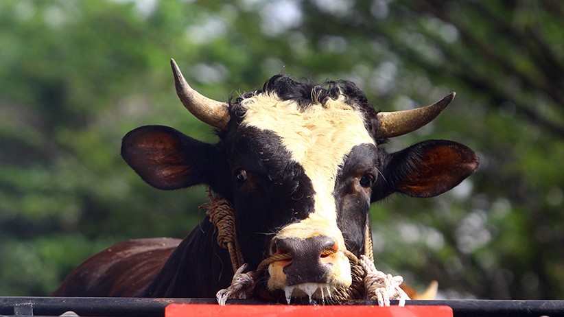 Penampakan Sapi Kurban Hampir 1 Ton Bantuan Presiden Jokowi Tiba di Kubu Raya - Bagian 2