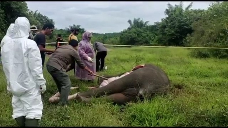 Bangkai Gajah Tanpa Kepala di Aceh Timur Pertama Kali Ditemukan Warga saat Panen Sawit