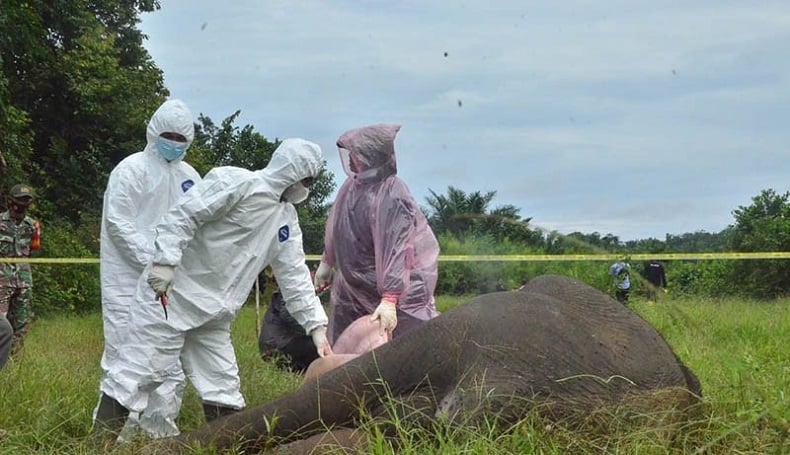 BKSDA Aceh Temukan Racun dari Bangkai Gajah Tanpa Kepala