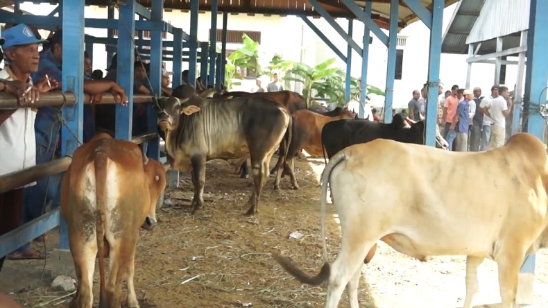 Jelang Idul Adha, Penjual Hewan Kurban di Aceh Besar Sepi Pembeli