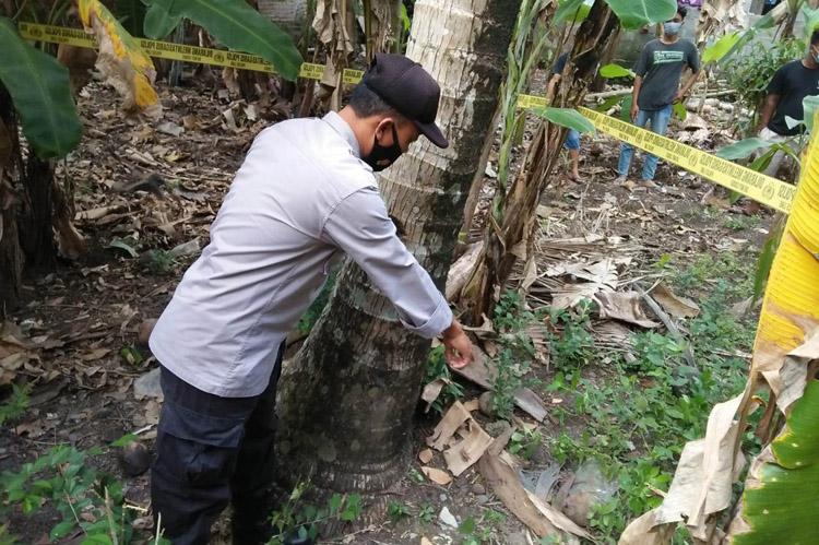 Tragis, Pedagang Kelapa Muda di Kulonprogo Tewas Terjatuh saat Petik Buah