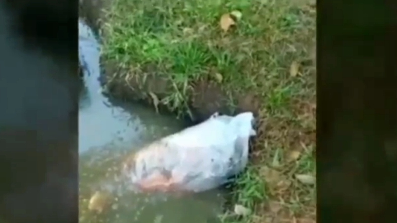 Ada 19 Luka Tusuk di Mayat Terbungkus Plastik Ikan di Tanggamus
