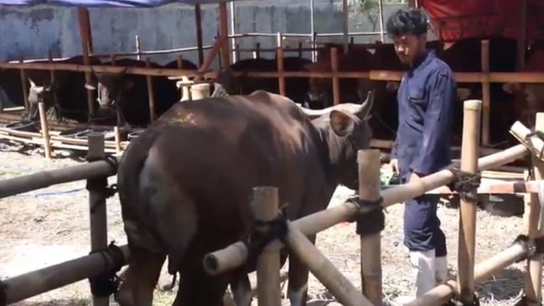 Omset Pedagang Sapi Kurban Turun Drastis selama PPKM Darurat
