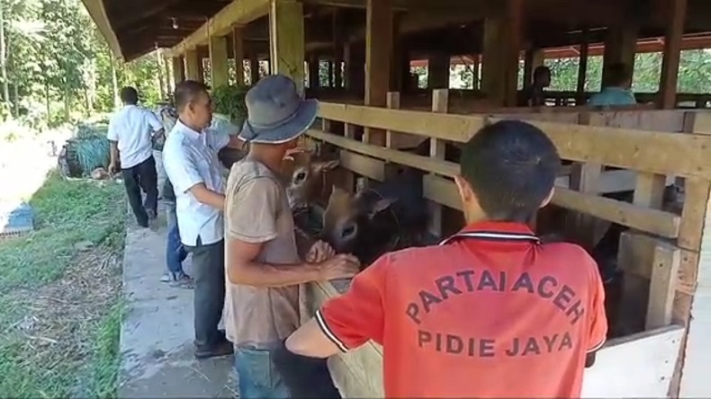 Kemenag Pidie Jaya Siapkan 116 Sapi dan 18 Kambing untuk Kurban