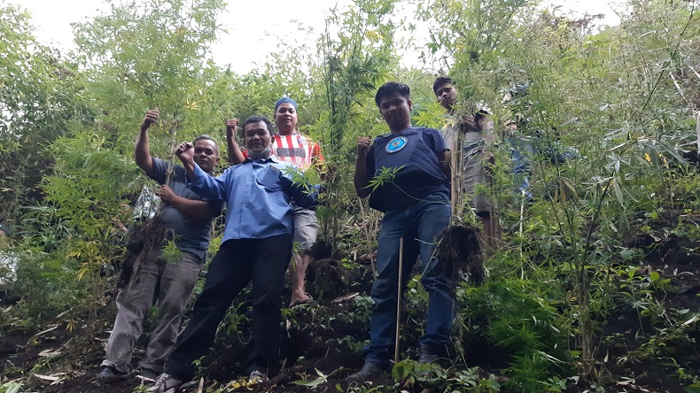 BNN Karo Temukan Ladang Ganja di Desa Ajijahe Tigapanah
