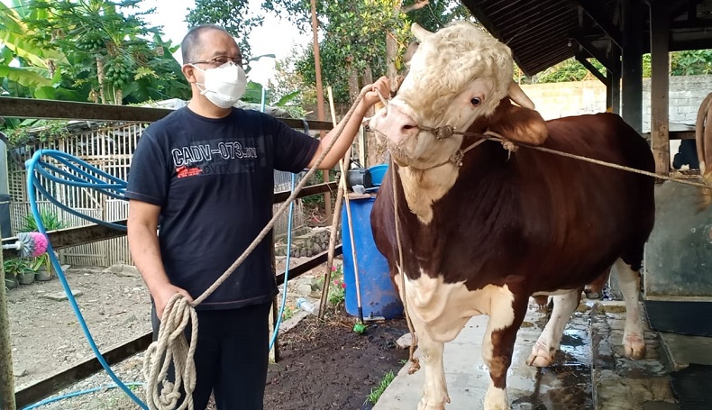 Sapi Jenis Simental dari KBB ini Terpilih Jadi Hewan Kurban Jokowi